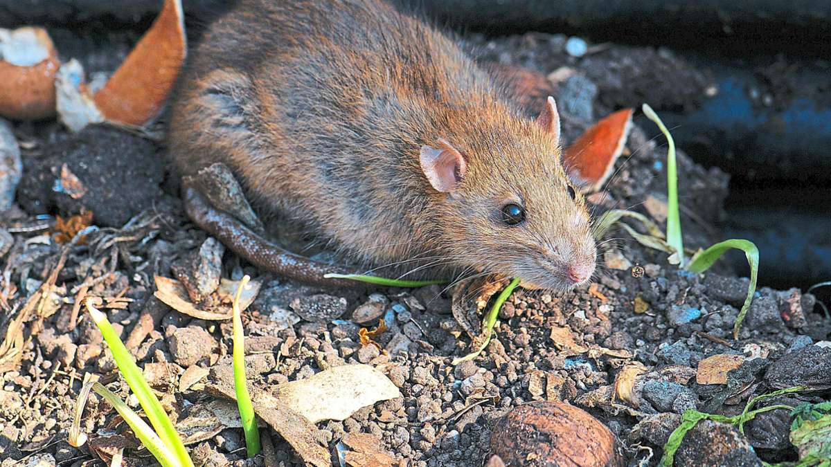 Schädlinge breiten sich aus: Ratten werden immer mehr zur Plage