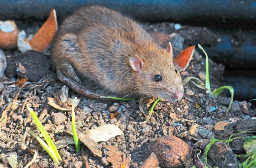 Genügend zu fressen und wärmer wird es auch: Ratten fühlen sich hierzulande immer wohler. Foto: © Silvio Heidler - Adobe stock
