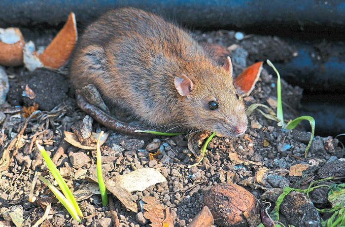 Schädlinge breiten sich aus: Ratten werden immer mehr zur Plage