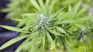 Das neue Cannabis-Recht sorgt für Diskussionen. Foto: Georg Wendt/dpa/Georg Wendt