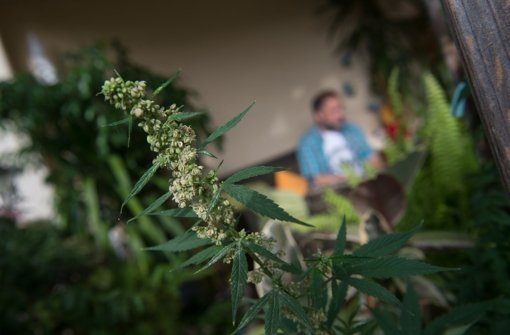Cannabis – der Streit um eine Legalisierung dauert an. Foto: dpa