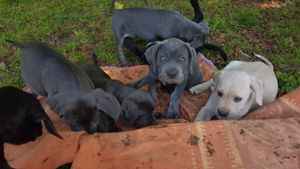 Tierschutzverein rettet Hunde-Rasselbande
