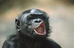 Warum Bonobo-Männchen aggressiver sind als gedacht