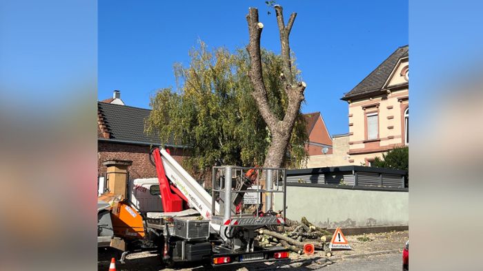 Baumfällung in der Lahrer Schillerstraße sorgt für Wirbel