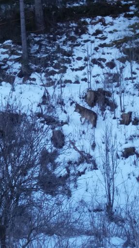 Der Wolf soll schon länger im Schwarzwald unterwegs sein jetzt haben wir ihn endlich zu Gesicht bekommen: Ein Tourist hat das Tier beim Weihnachtsspaziergang nahe Vöhrenbach fotografiert. Zur Übersicht Foto: Wagner