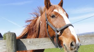 Pferd misshandelt: PETA setzt 1000 Euro Belohnung aus