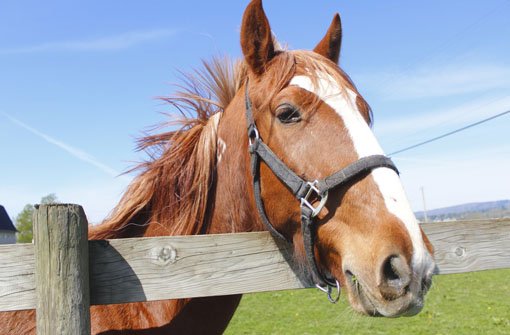Leidendes Geschöpf: Ein Mann aus einer Kreisgemeinde hat eins seiner Pferde grob vernachlässigt. (Symbolfoto) Foto: Modfos/ Shutterstock