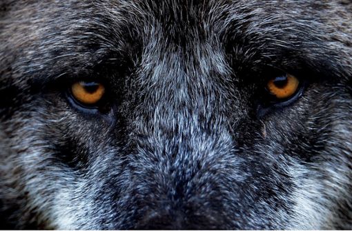 Der BUND sieht die Gefahr, dass unschuldige Wölfe getötet werden. (Symbolfoto) Foto: dpa