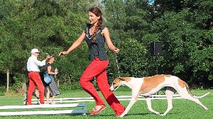 Eine Windhund-Besitzerin mit ihrem Vierbeiner beim Windhund-Festival. Am 13. und 14. August werden in Donaueschingen wieder Hunderte Windhunde und derenBesitzer erwartet. Foto: Wespo