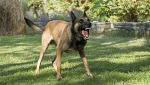 Hund beißt Zehnjährigen mehrmals in Kopf und Rücken