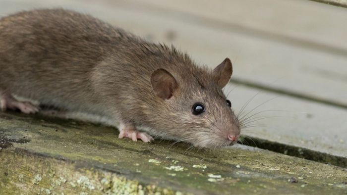 Ratten gesichtet – an ungewöhnlichem Ort