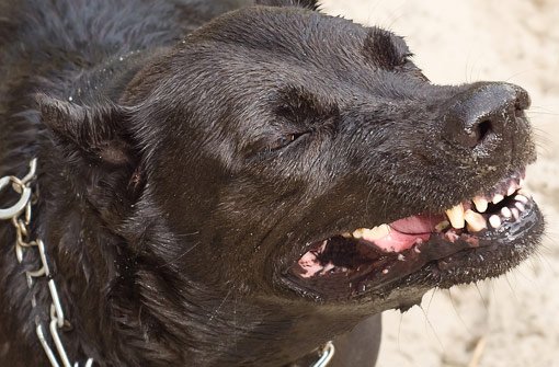 Das Tier wird als schäferhundgroß und schwarz beschrieben. (Symbolfoto) Foto: Sonsedska Yuliia/ Shutterstock
