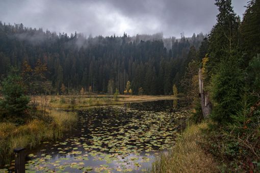 Franz Untersteller hofft, im Nationalpark neue Ansätze für die Rettung des Waldes zu finden.  Foto: Nationalpark Schwarzwald / Daniel Müller