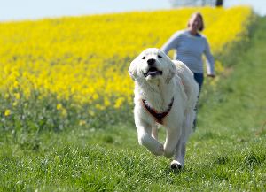 Hundehalter aufgepasst: Auch wenn es diesmal kein Gift war, ist es ratsam, aufmerksam zu bleiben. Foto: Weißbrod