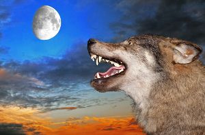 Finstere Gestalten oder bedauernswerte Kreaturen? Unser Werwolf-Special gibt neue Einblicke. Foto: nodff/ Shutterstock