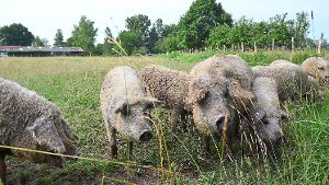 Wollschweine sorgen für Artenvielfalt