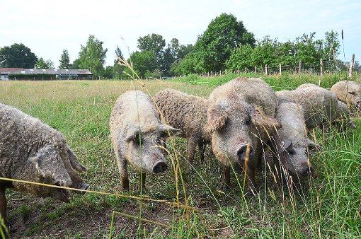 Die Wollschweine wühlen in der Erde und schaffen so seltenen Pflanzenarten die Möglichkeit zu treiben.   Foto: Lipowskiy