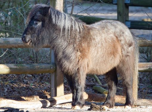 Ein Unbekannter hat einem Shetland-Pony den Schweif abgeschnitten. Das Tier ist vermutlich das zweite Opfer desselben Täters. (Symbolfoto) Foto: dpa