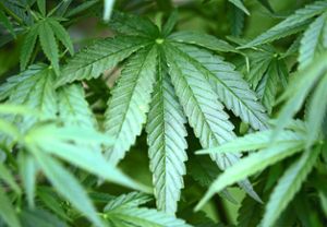 In den Räumen einer ehemaligen Metzgerei fand die Polizei eine Cannabis-Plantage.  Foto: Berg