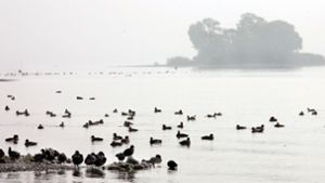 Wasservögel auf der Halbinsel Mettnau Foto: dpa/Patrick Seeger