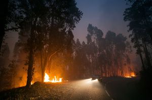 Vor wenigen Wochen wüteten in Portugal heftige Waldbrände, die viele Menschenleben gefordert haben. Im Kreis Calw herrschte in diesem Jahr schon einmal die höchste Waldbrandgefahrenstufe. Foto: dpa