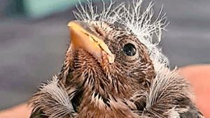 Jungvögel benötigen ein spezielles Nestlingsfutter. Foto: von Stromberg