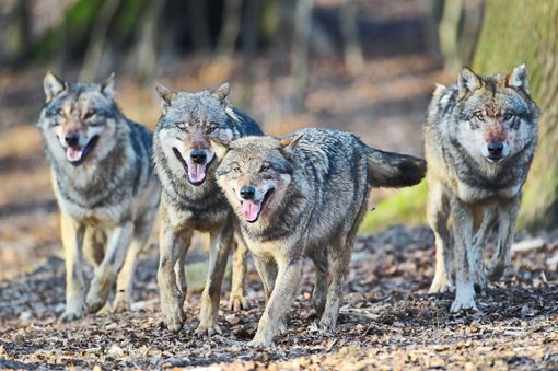 Gleich ein ganzes Wolfsrudel soll in Schiltach unterwegs gewesen sein – doch das Video ist ein Fake. (Symbolfoto) Foto: Rolfes/DJV