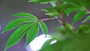 Polizei erntet Cannabis-Plantage ab