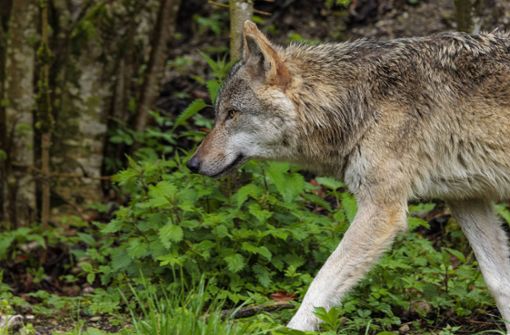 Offenbar ist mindestens ein Wolfsrudel im Schwarzwald unterwegs (Symbolfoto). Foto: IMAGO/Dominik Kindermann/IMAGO/Dominik Kindermann Kindermann Do