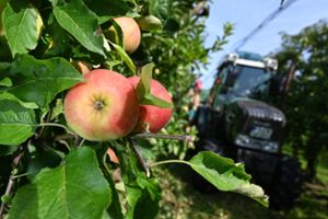 Äpfel hängen erntereif an einem Baum – im Zollernalbkreis fällt die Ausbeute in diesem Jahr aber recht mager aus. Foto: Kästle