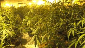 13. Januar: Polizei entdeckt bei Anrufer Cannabisplantage