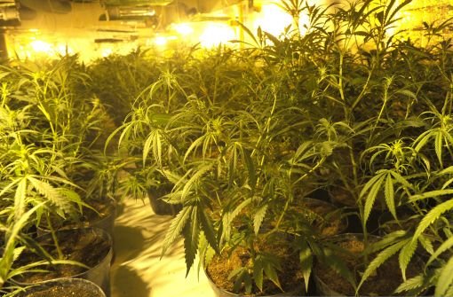 Die Polizei im Land hat in dieser Woche gleich zwei illegale Cannabisplantagen entdeckt. (Symbolfoto) Foto: dpa