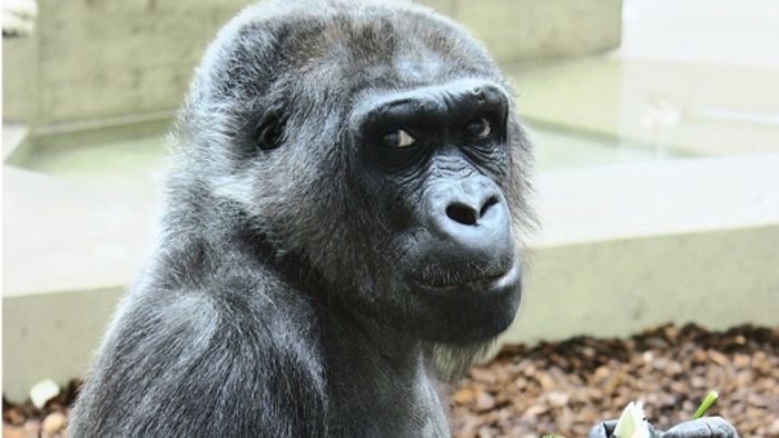 Gorilla Mimi feiert 50. Jahrestag