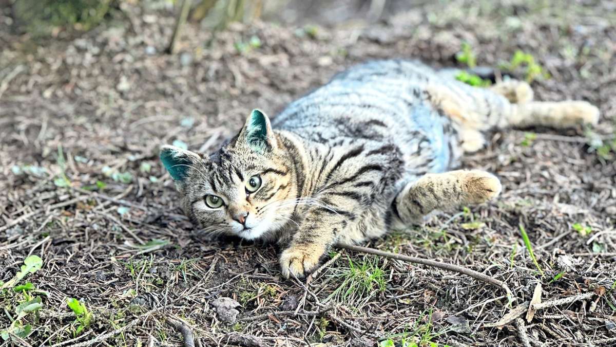 Auf dem Hof von  Korschs in Rietheim: Warum Hofkatzen kastriert werden