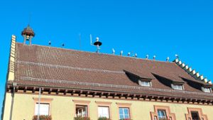 Das Bräunlinger Rathaus als Rastplatz. Auf dem Dach haben es sich etliche Störche gemütlich gemacht. Foto: Stadt Bräunlingen Foto: Schwarzwälder Bote