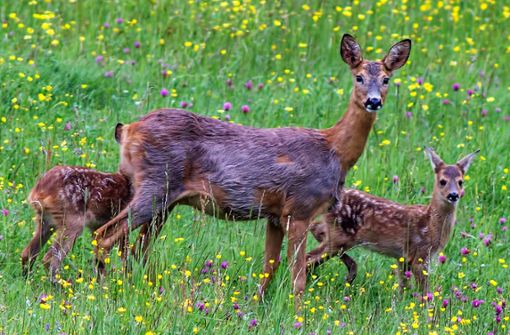 Die Ausflüge in den Wald sind beliebt. Wenn man Glück hat, kann man im Frühjahr sogar Jungtiere entdecken. Foto: Marek