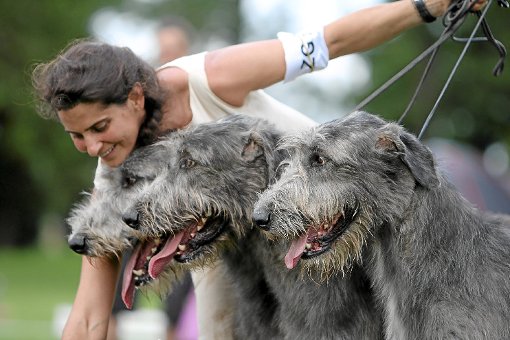 Die irische  Wolfshunde gehören mit bis zu einem Meter Schulterhöhe zu den größten Hunden der Welt. Auch sie werden bei den Donaueschinger Windhundtagen zu sehen sein.  Foto: sb
