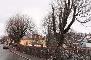 Die Ahornbäume entlang der Nordseite der Löffinger Bahnhofstraße werden im kommenden Winter gefällt und durch Winterlinden ersetzt.  Foto: Bächle Foto: Schwarzwälder-Bote