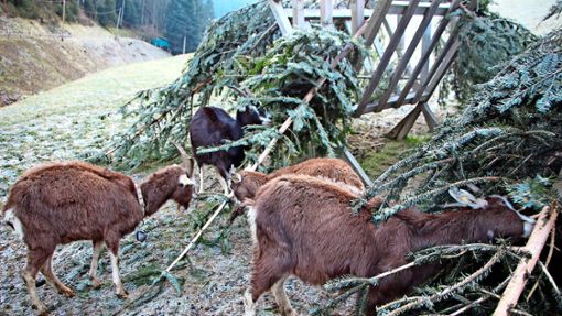 Die Thüringer Waldziegen der „Dalschäfer“ lieben die Nadeln und Rinde der Bäume als willkommene Abwechslung zum normalen Futter. Foto: Springmann