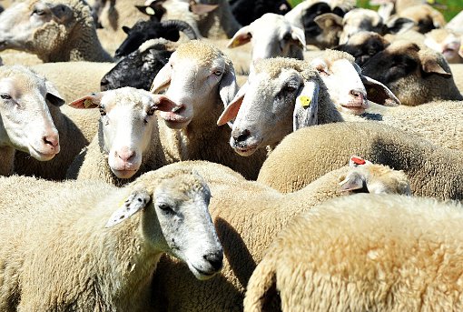 Schafe übertragen den Erreger des Q-Fiebers – ihnen selbst kann er nichts anhaben. Foto: Schulze