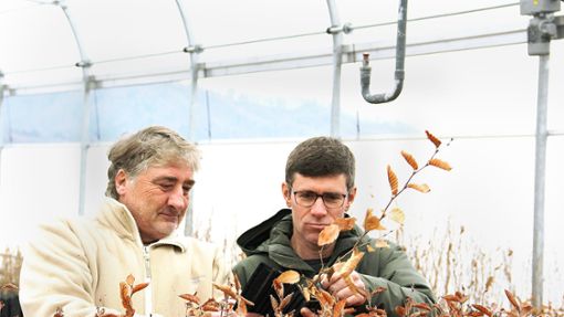 Ludger Sproll (links) und Ulrich Stobbe ziehen die jungen Pflanzen in ihrem Gewächshaus in Bodman am Bodensee. Foto: Uli Fricker/uf