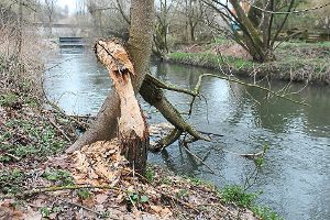 Offenbar möchte der Biber mit dem abgenagten Baum einen Staudamm bauen. Foto: Müller Foto: Schwarzwälder-Bote