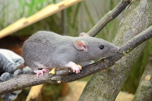 Ratten werden auch tagsüber gesichtet.Foto: Stadt Kehl Foto: Lahrer Zeitung