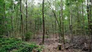 Wir müssen die anfälligen, naturfernen Waldbestände zu naturnahen, klimafesten Mischwäldern entwickeln. Foto: Sebastian Willnow/dpa