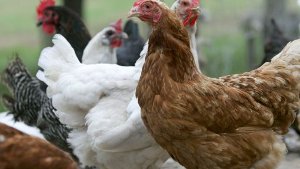 Hühner verenden in Kotgrube