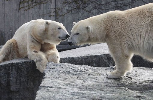 Die Liaison zwischen Corinna und Yoghi ist ohne Folgen geblieben. Es hat nicht geklappt mit dem Eisbären-Nachwuchs in der Wilhelma. Foto: Wilhelma Stuttgart