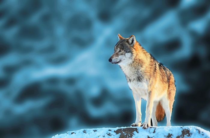 AfD springt Mack zur Seite: Thema Wolf: Kritik von Naturschutzverbänden