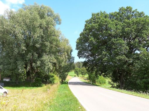 Die Allee entlang der Straße zwischen Flözlingen und Horgen beheimatet mächtige Baumriesen, die als Naturdenkmale ausgewiesen sind. Fotos: Scheidel Foto: Schwarzwälder Bote