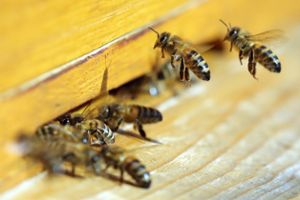Eine Seuche bedroht die Honigbienen. Foto: Kumm Foto: Schwarzwälder Bote