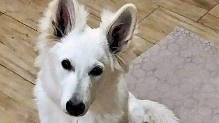 Giftköder: Schäferhund qualvoll gestorben